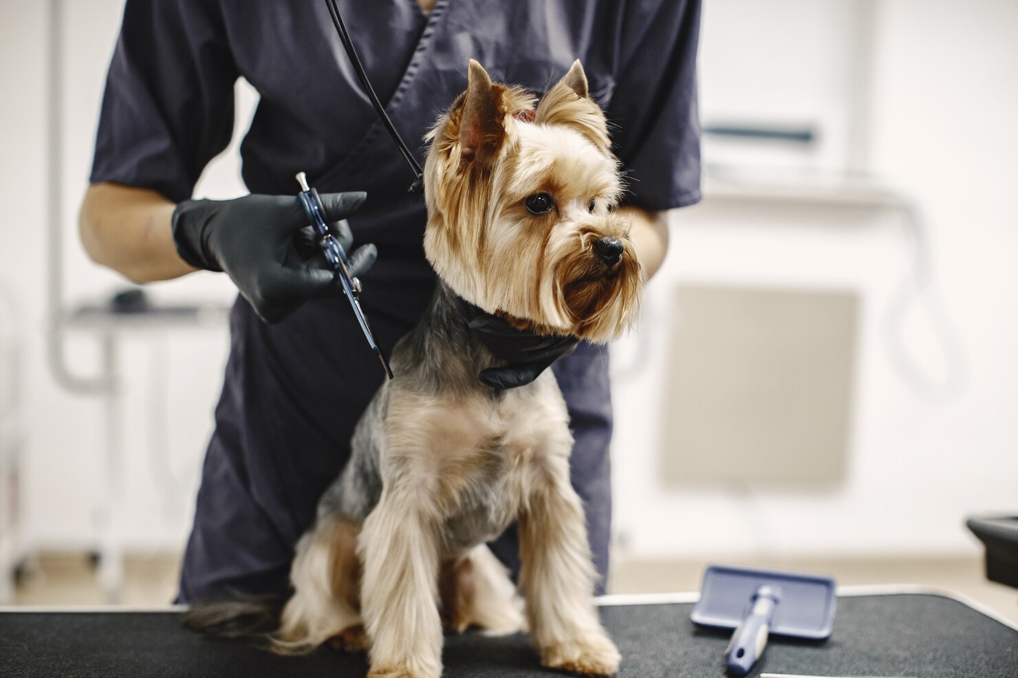 Pet Grooming