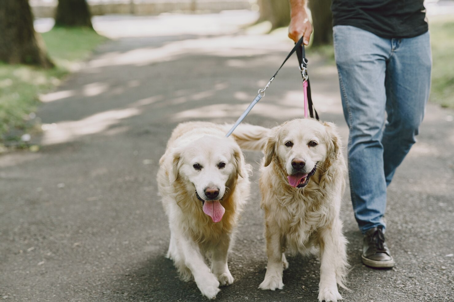 Dog Walking