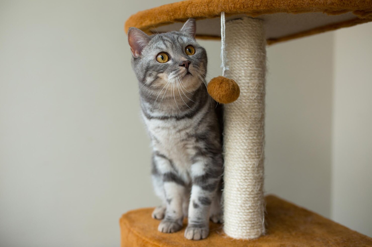 Cat Scratching Post