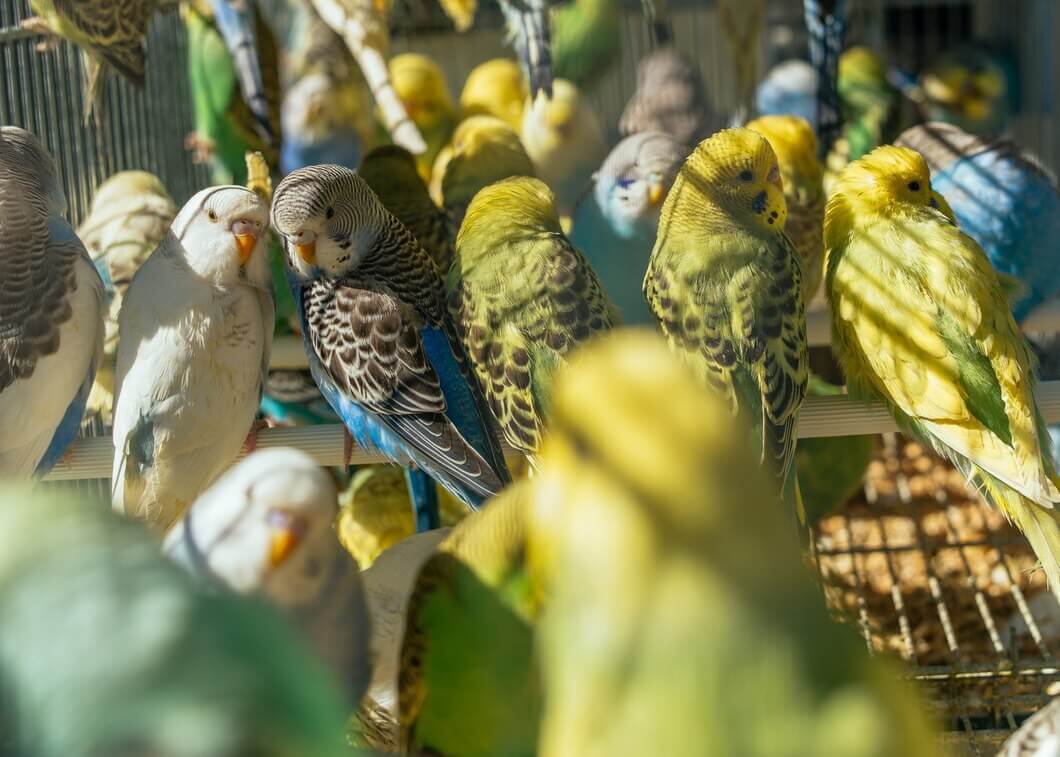 Bird Supplies